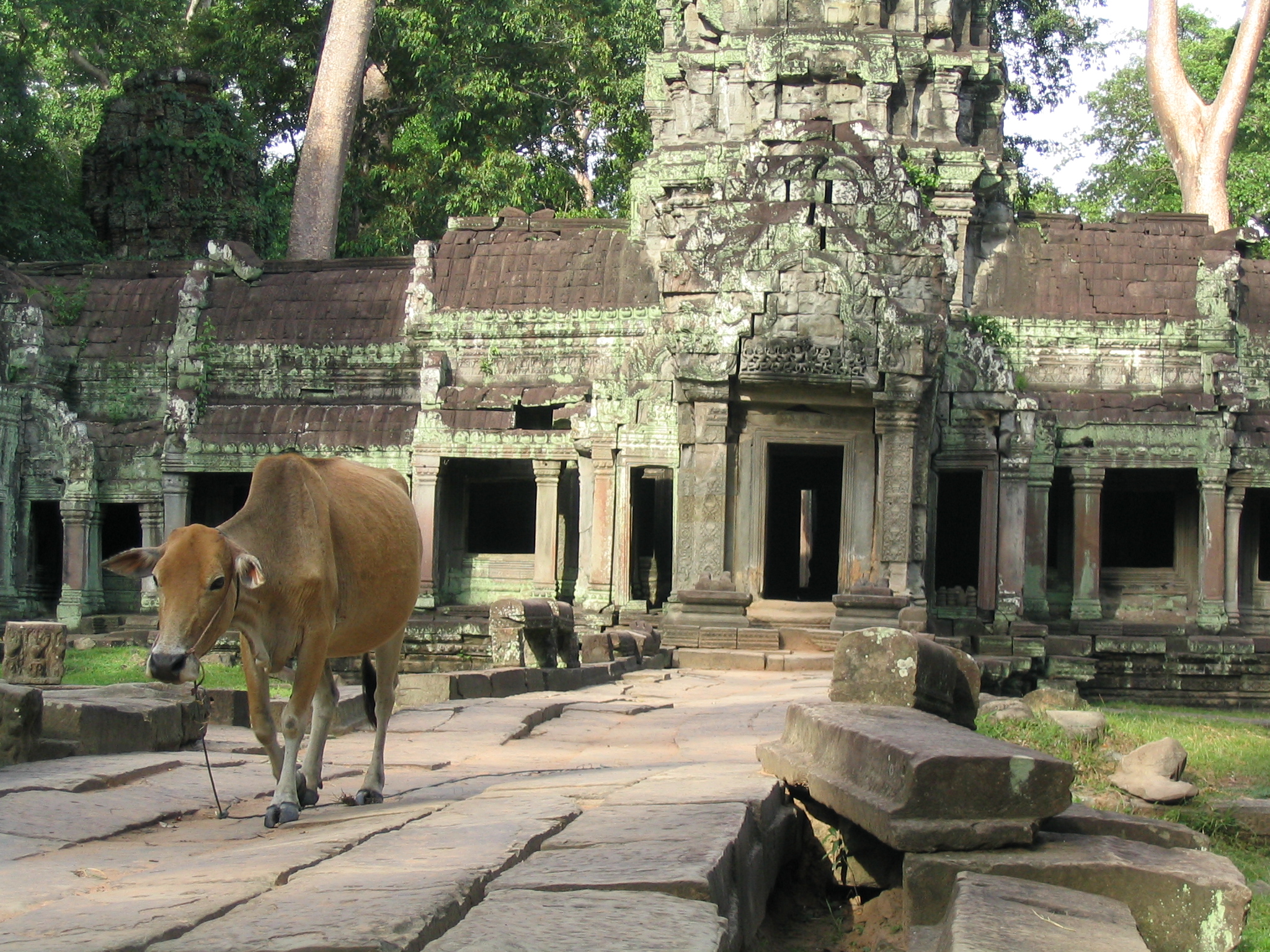 an animal walks in front of a ruined building