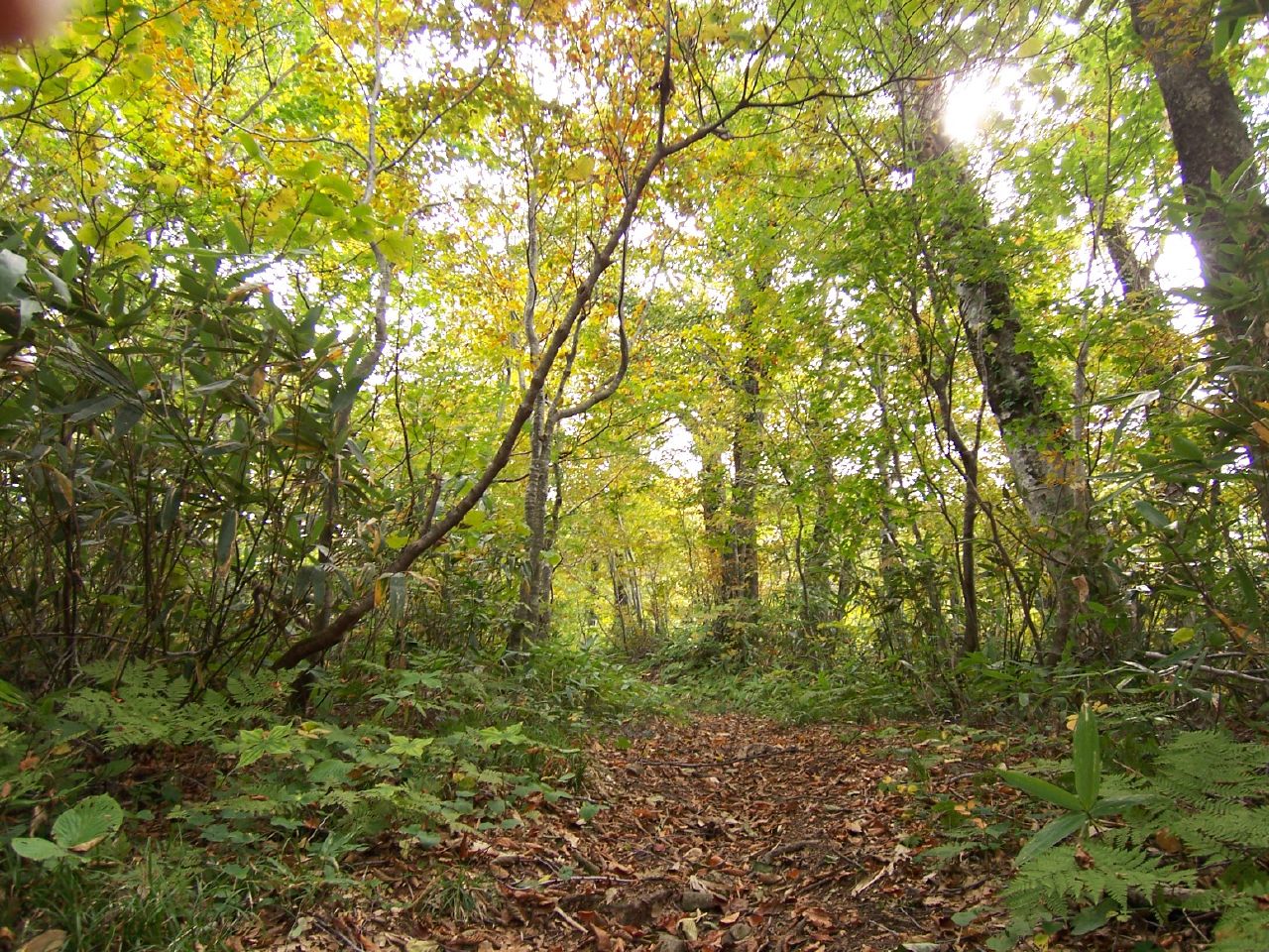 a dirt path in a forest covered with leaves