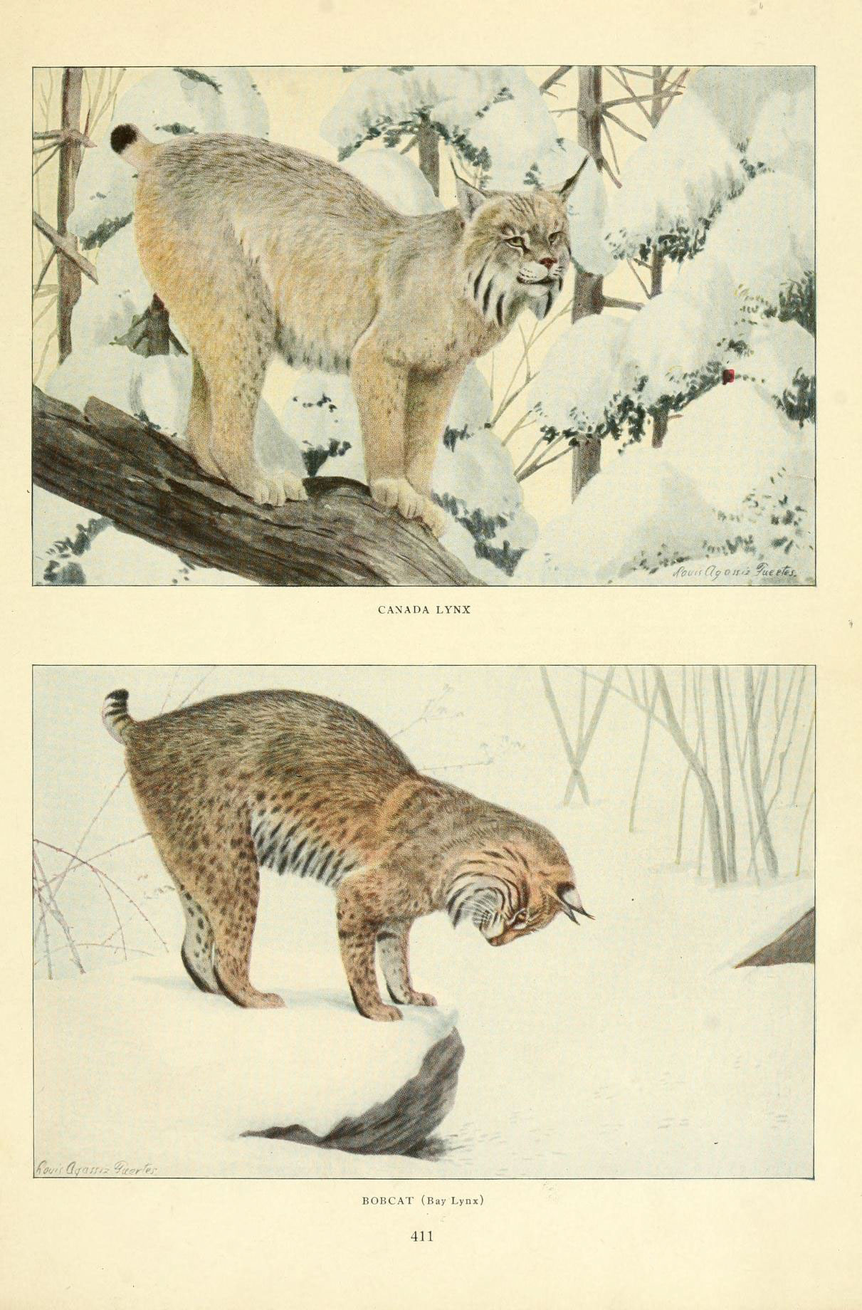 a lynx and a lynx are depicted in this vintage illustration