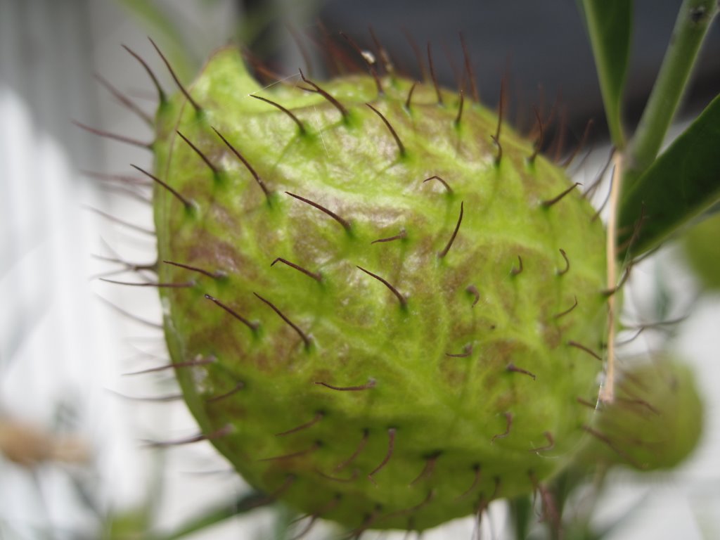 a round green plant with long, spiky stems