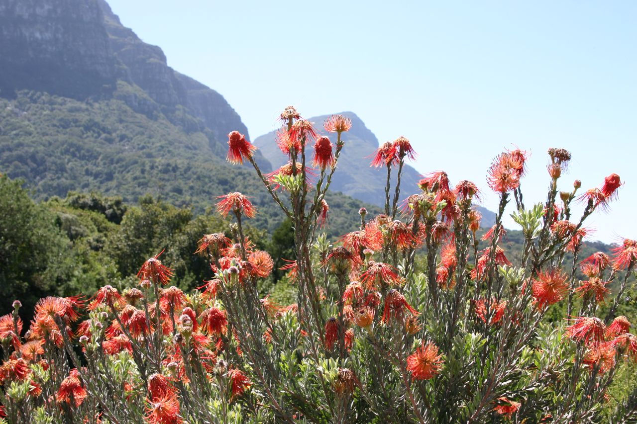 bright orange flowers grow in front of a mountain range