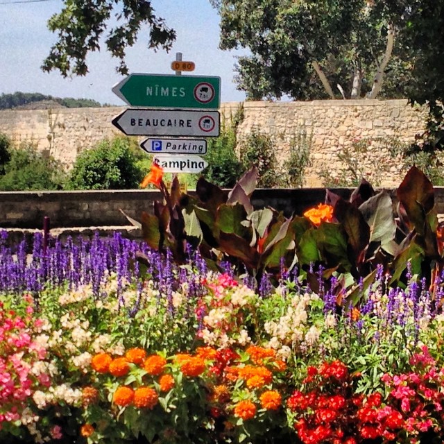 the flowers are by the street signs in the park