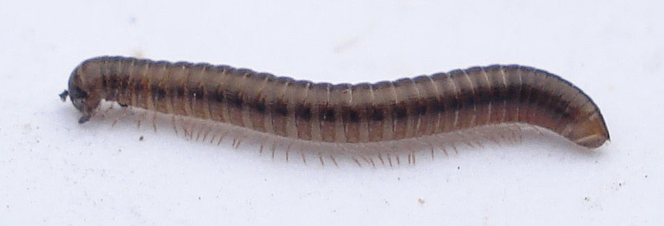 a close - up view of a brown caterpillar on white surface