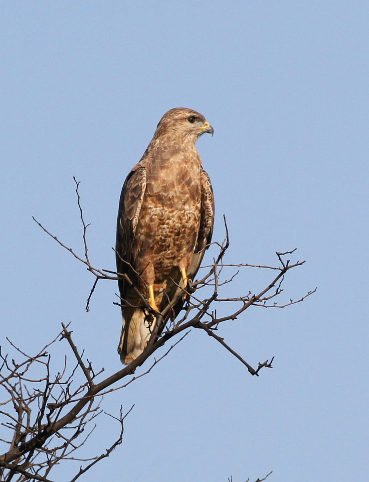 a brown bird perched on top of a tree nch