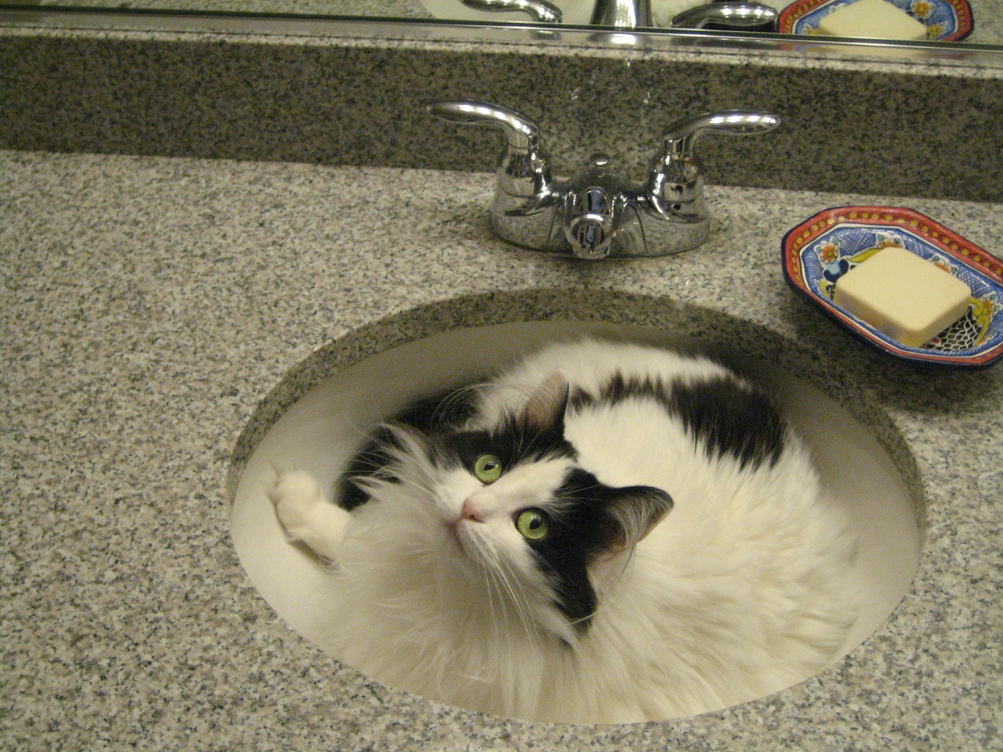 a cat curled up in a sink next to a bowl of food
