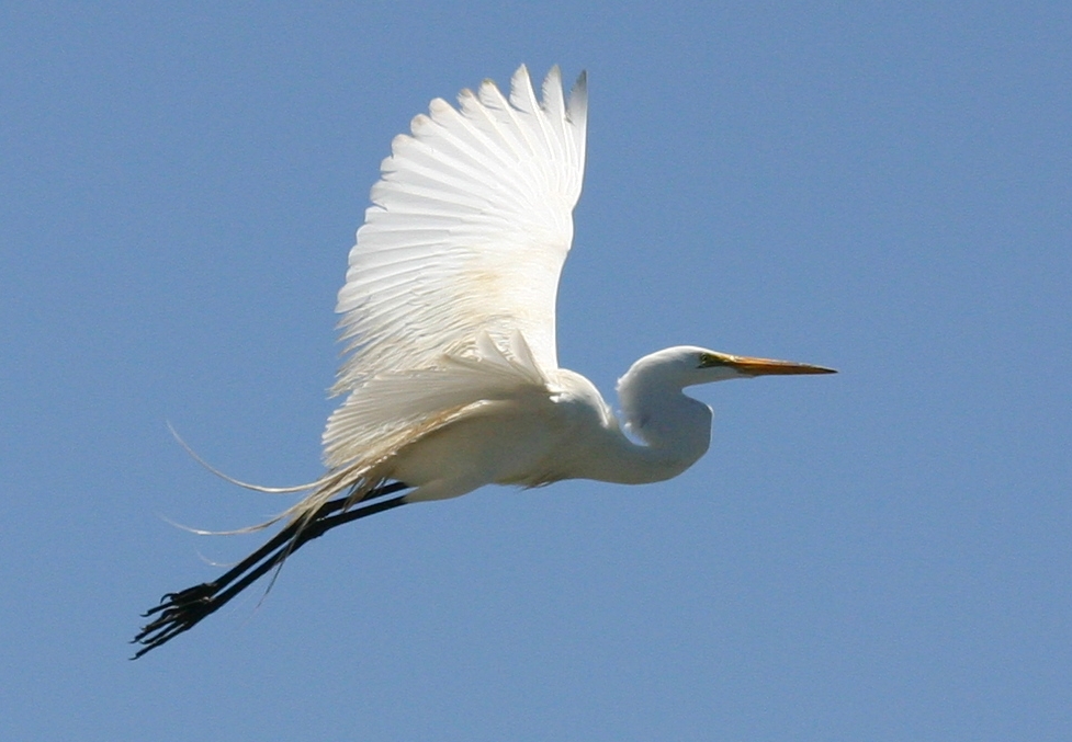 a white bird with wings open and spread out