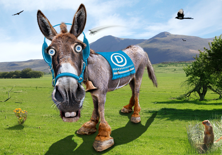 a donkey has been dressed in blue gear