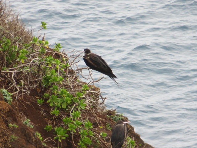 the birds sit on top of the cliffs beside the ocean
