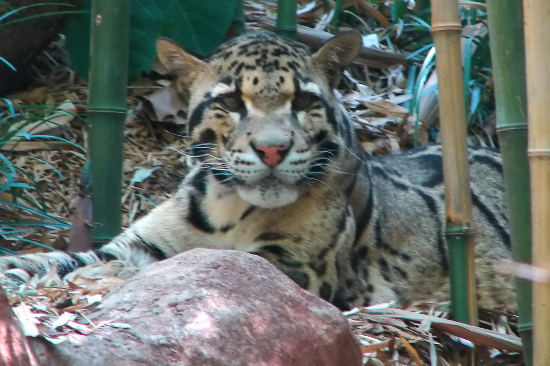 a close - up of a snow leopard behind bamboo poles