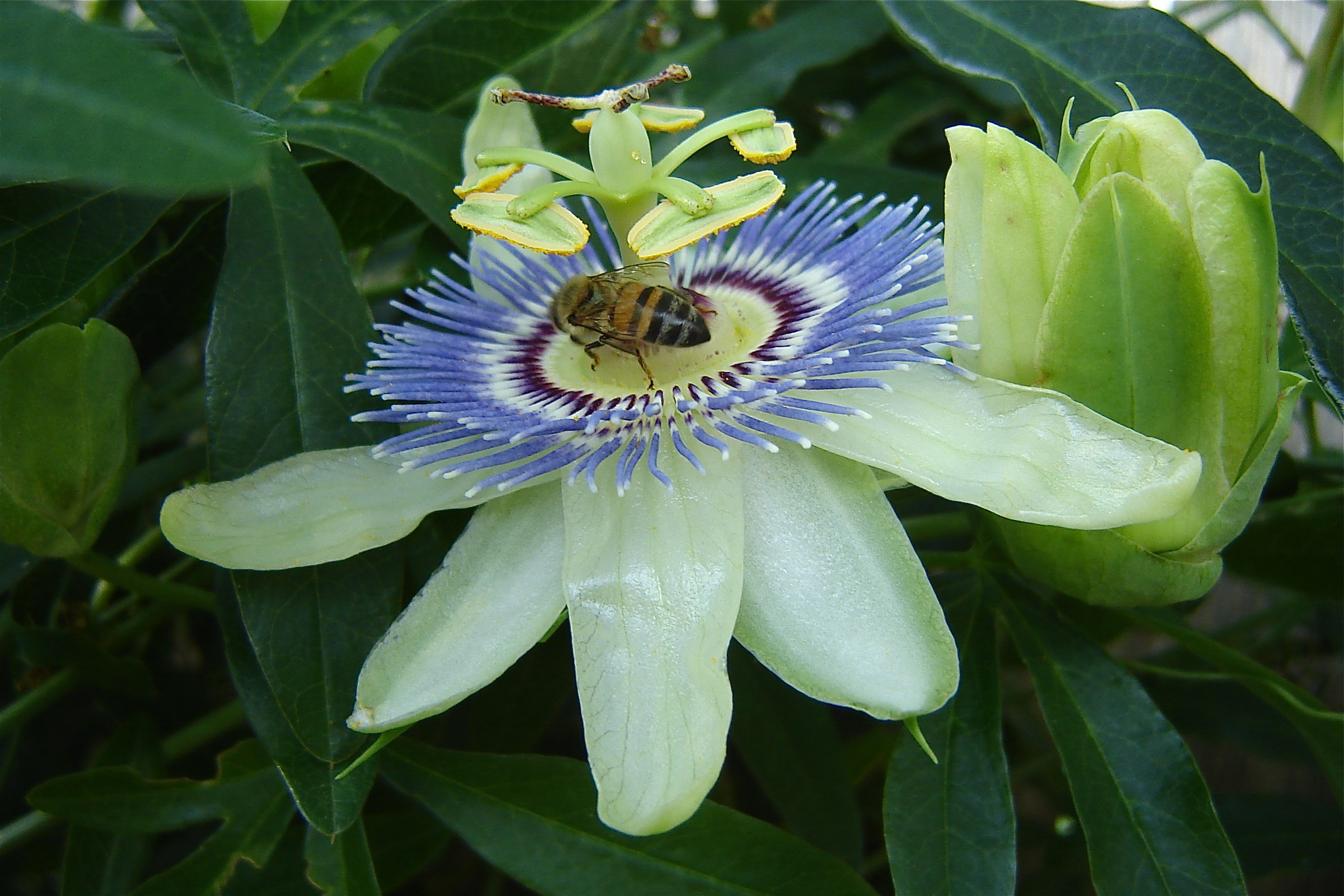 a flower with lots of blue petals and a bee