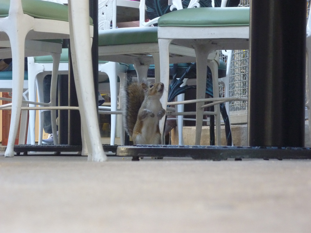 a squirrel peeking out from underneath chairs at a restaurant