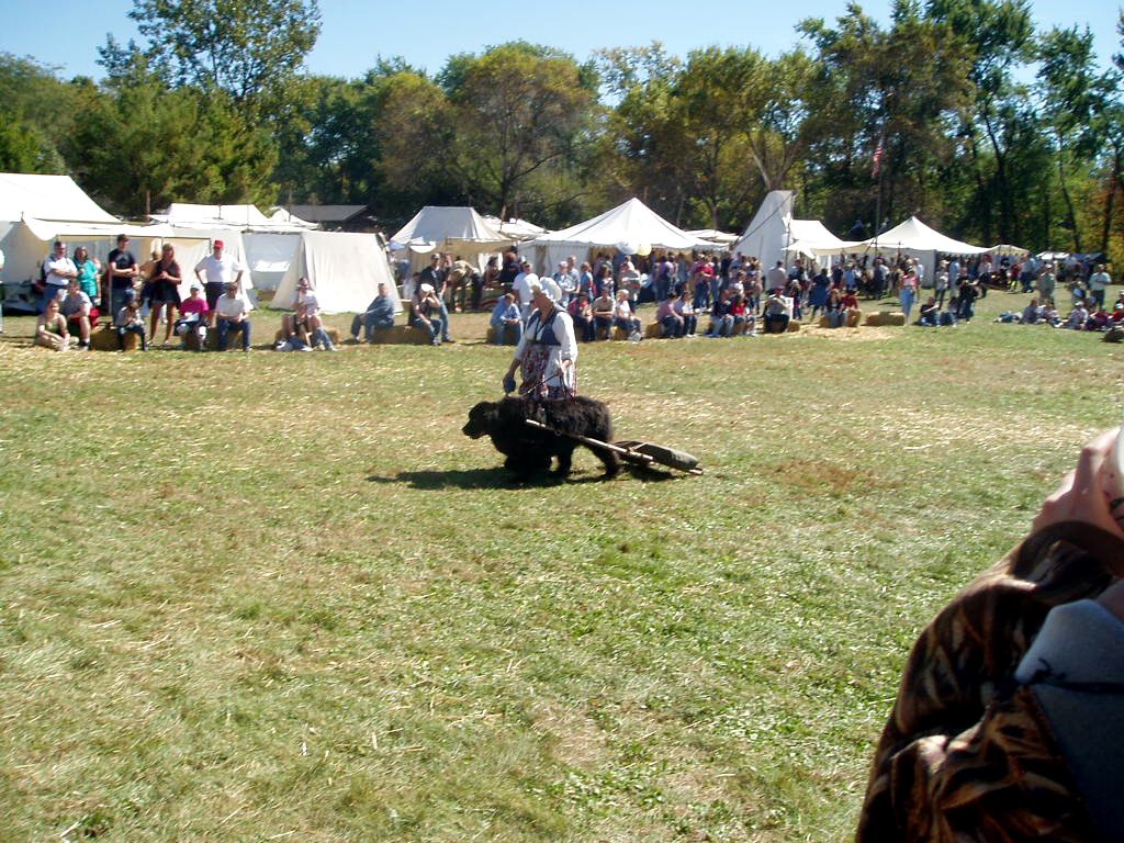 a group of people playing with dogs in the grass