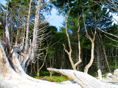 a bunch of very tall trees near a body of water