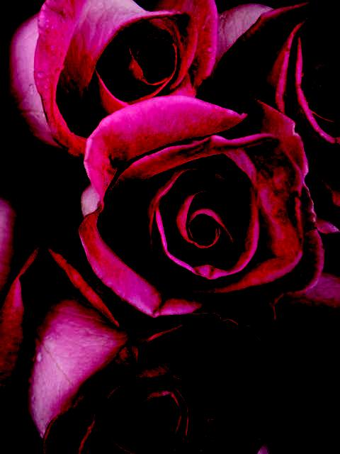 pink rose on black background with very dark center