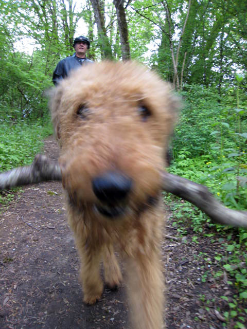 dog carrying tree nch up a mountain