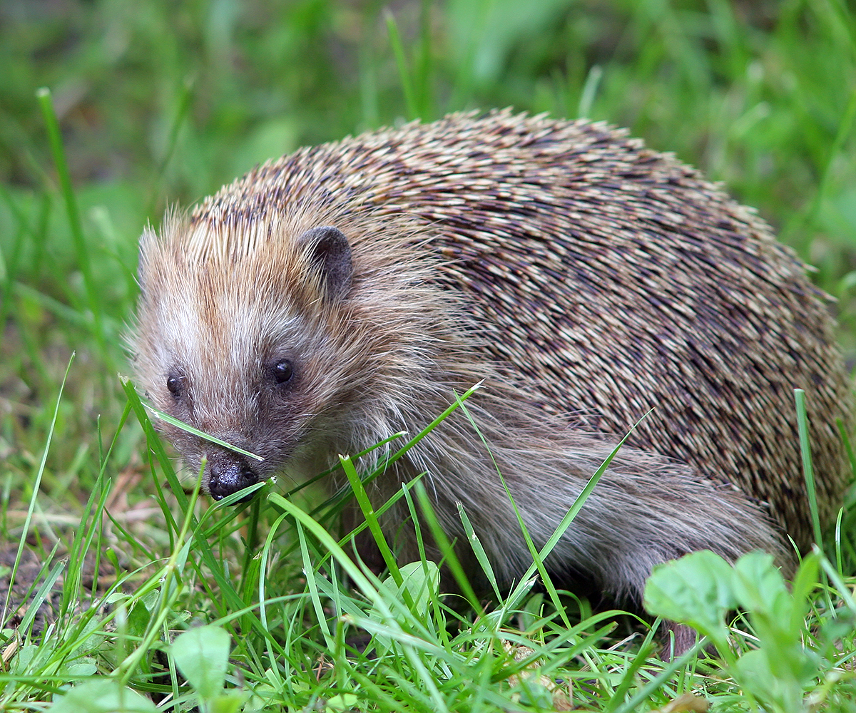 a porcupine is walking in some grass