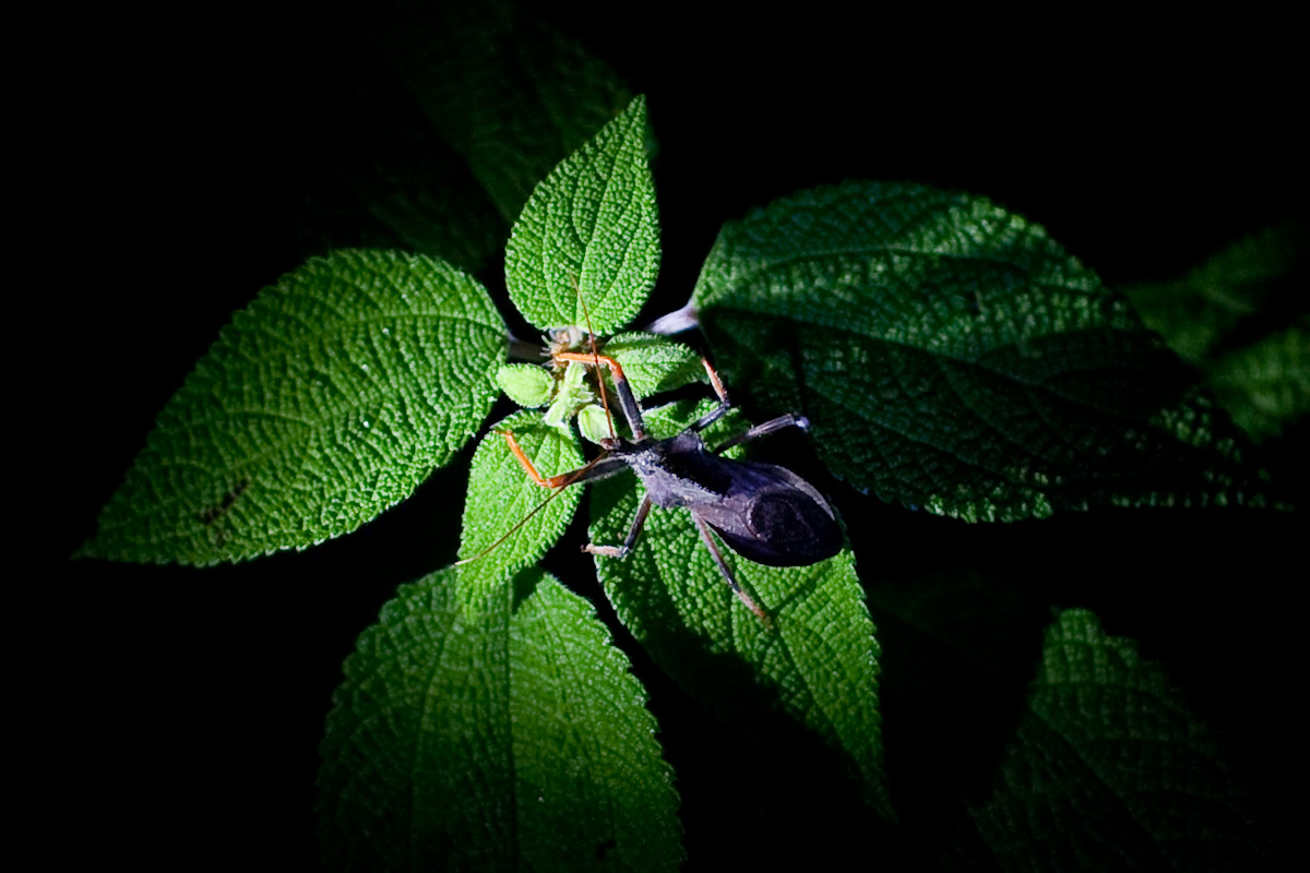 a bug on top of green leaves with dark background