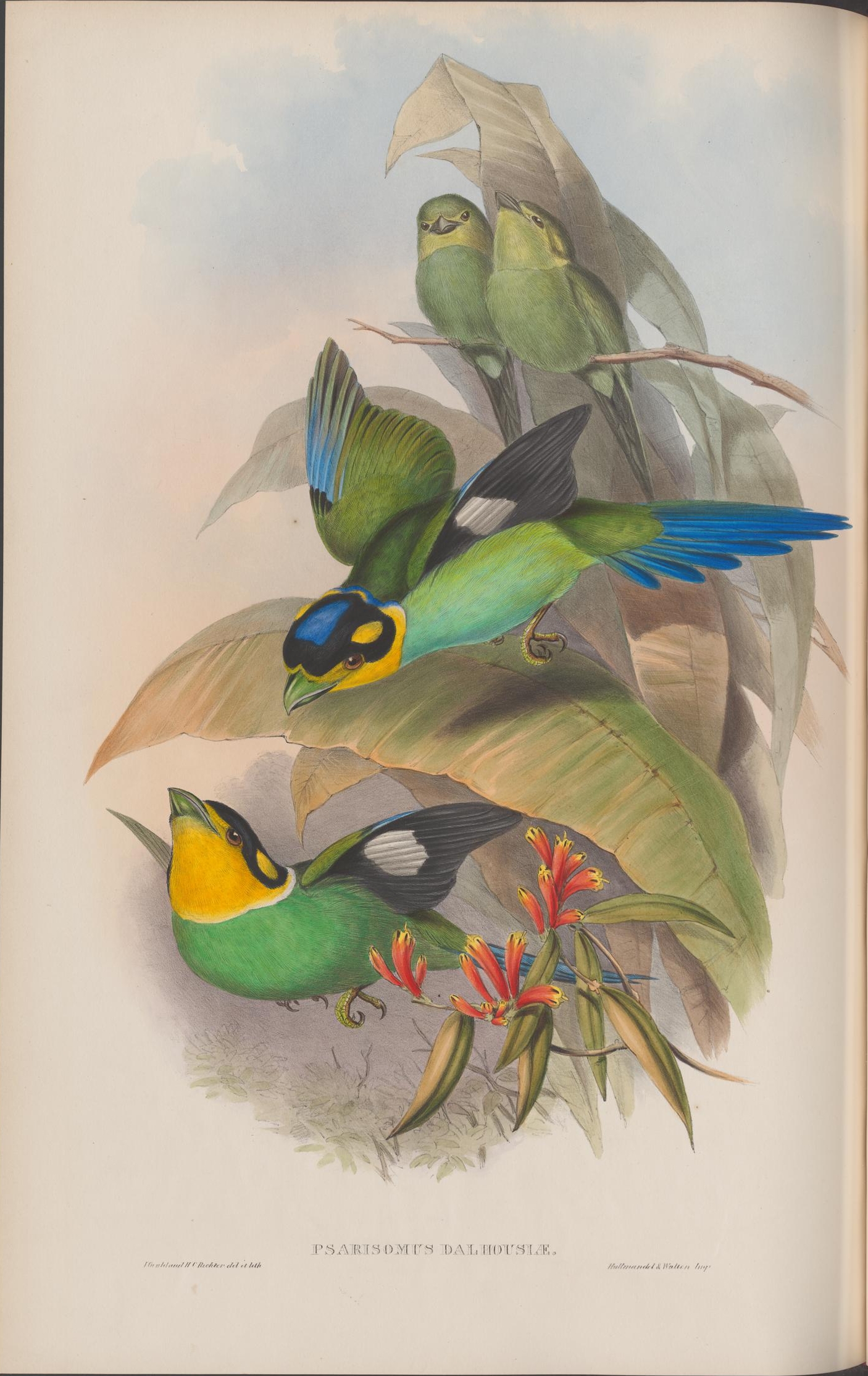 a group of green and yellow birds with flying around them