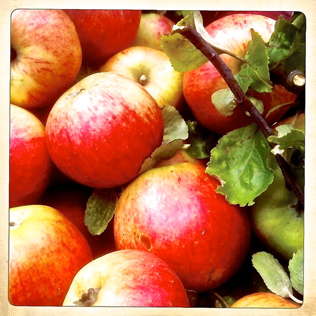 several apples and leaves with green leaves on the top of them