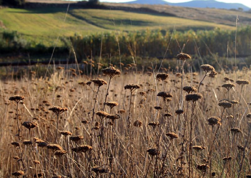 a field of grass has brown flowers growing