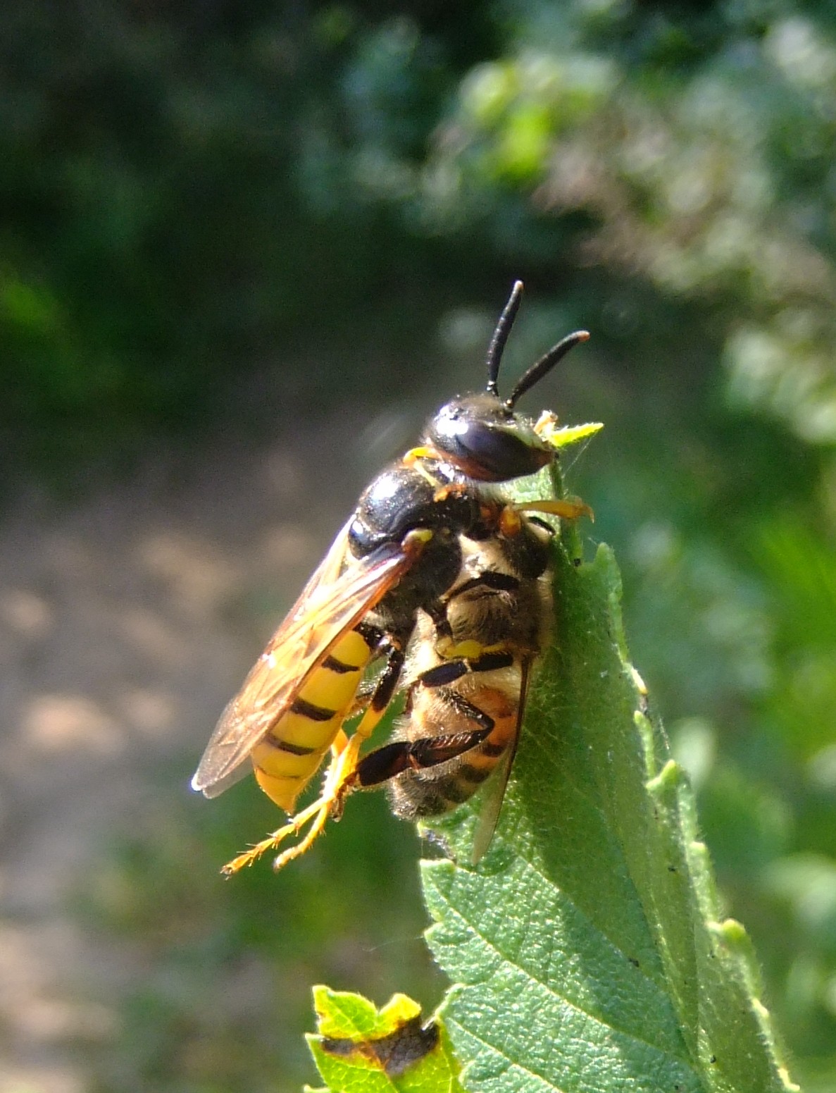 two bees on a green plant with leaves