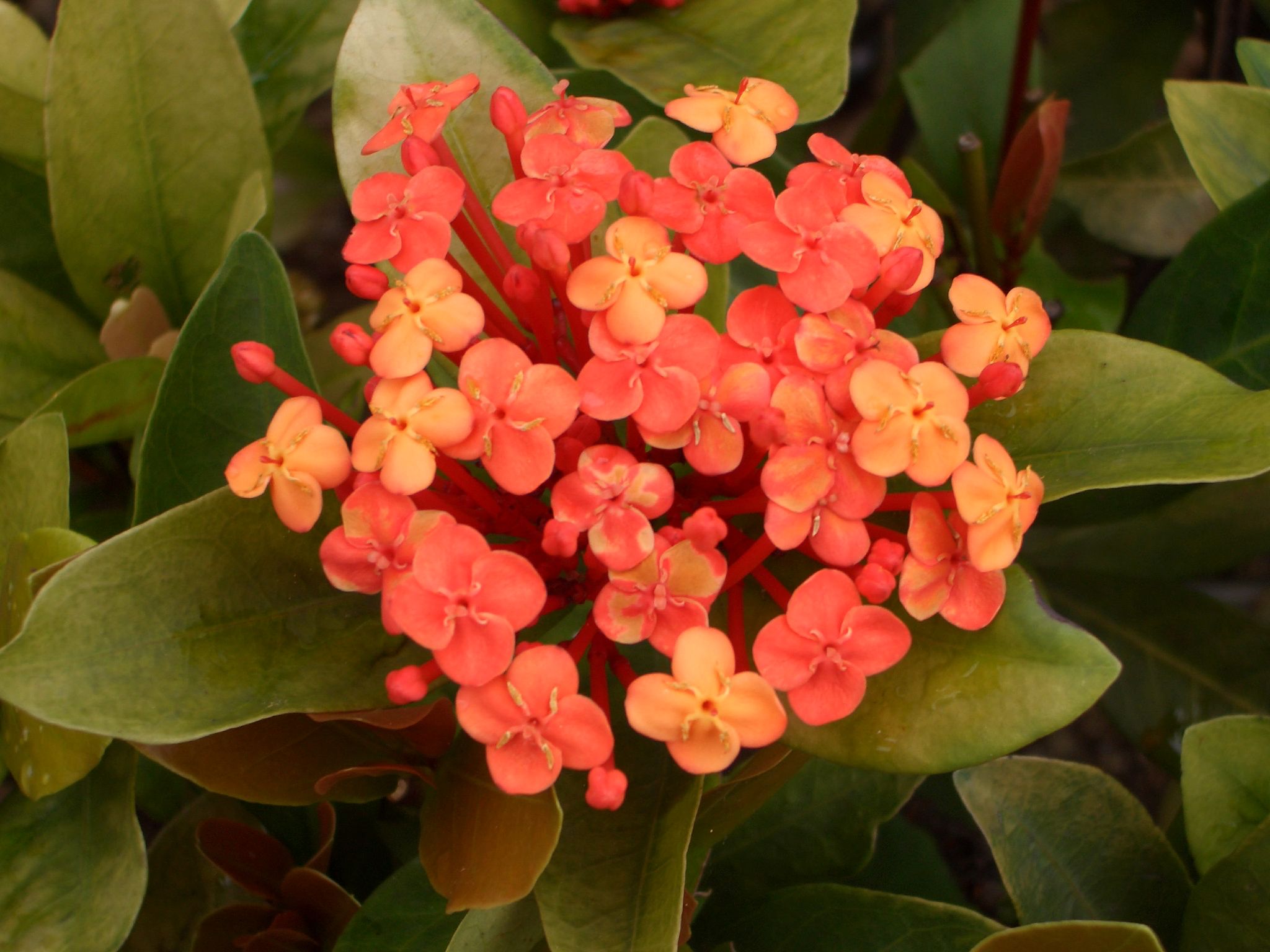 a cluster of orange flowers surrounded by green leaves