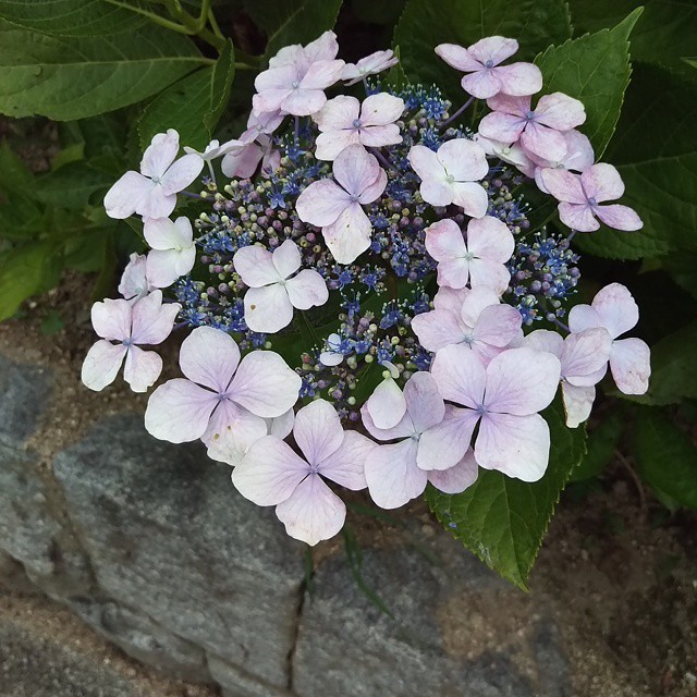 purple flowers and green leaves with a rock wall in the background