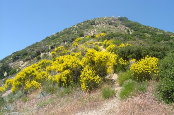 a very large hill next to some yellow flowers