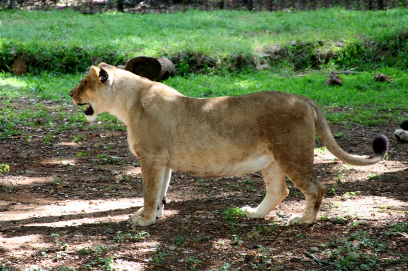 a large lion standing on top of a lush green field