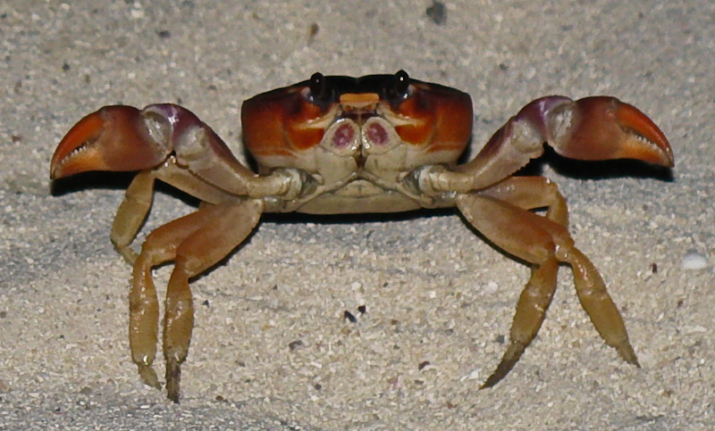 a close up image of a crab on the ground