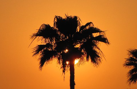 the sun is setting behind a palm tree in silhouette
