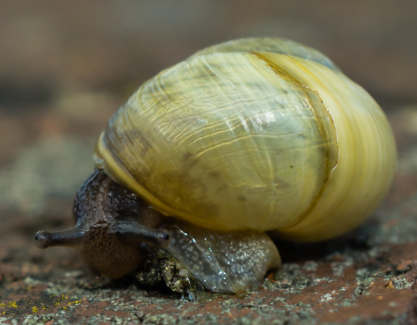 a snail sits atop its head on a surface