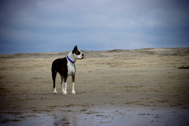 a dog on a sandy beach next to the water