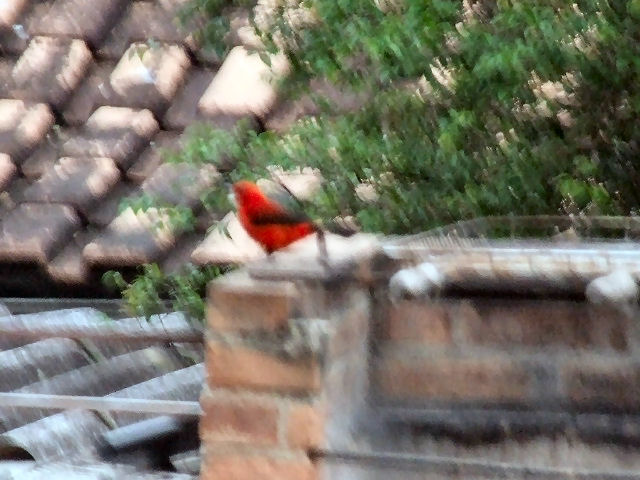 a red bird sits on a brick ledge