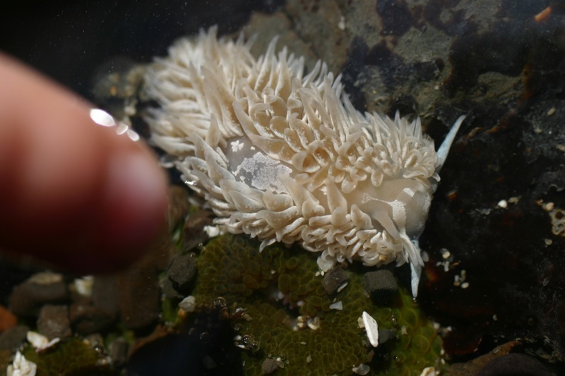 there is a white animal that is on some rocks