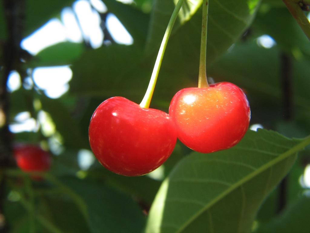 closeup of two berries hanging from a tree