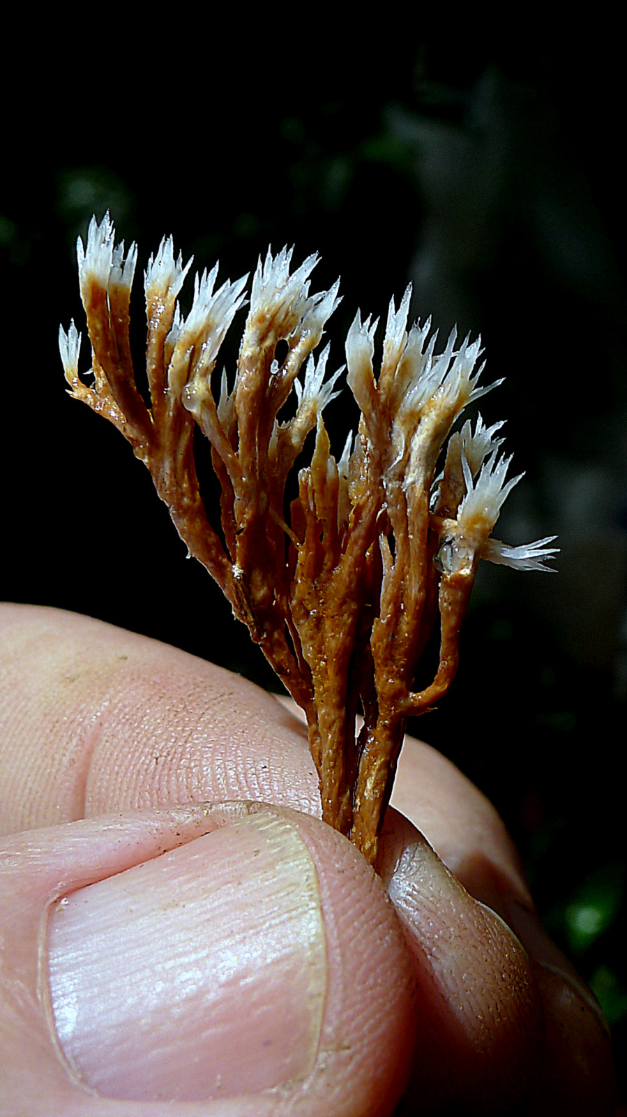 a tiny plant that is in someone's hand