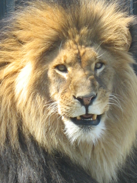 the large lion has long hair and blue eyes