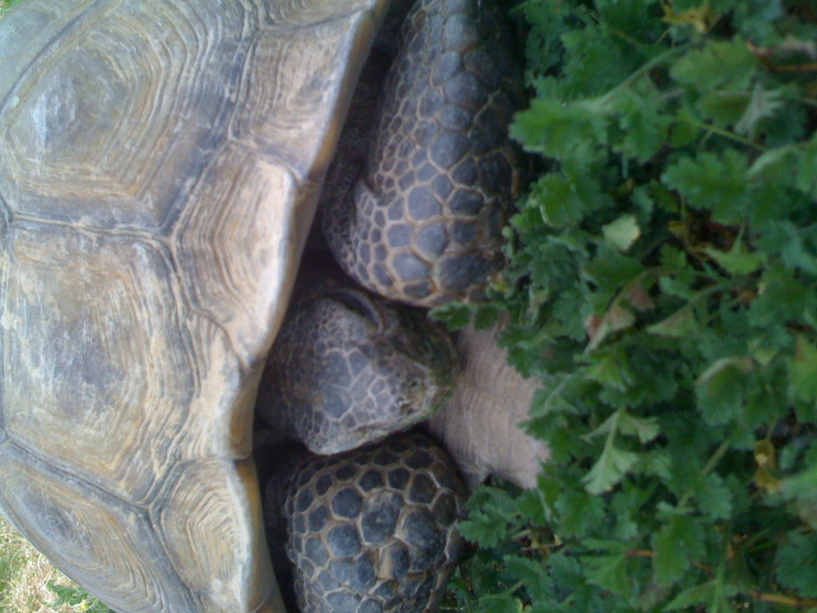 a turtle is hiding among green foliage