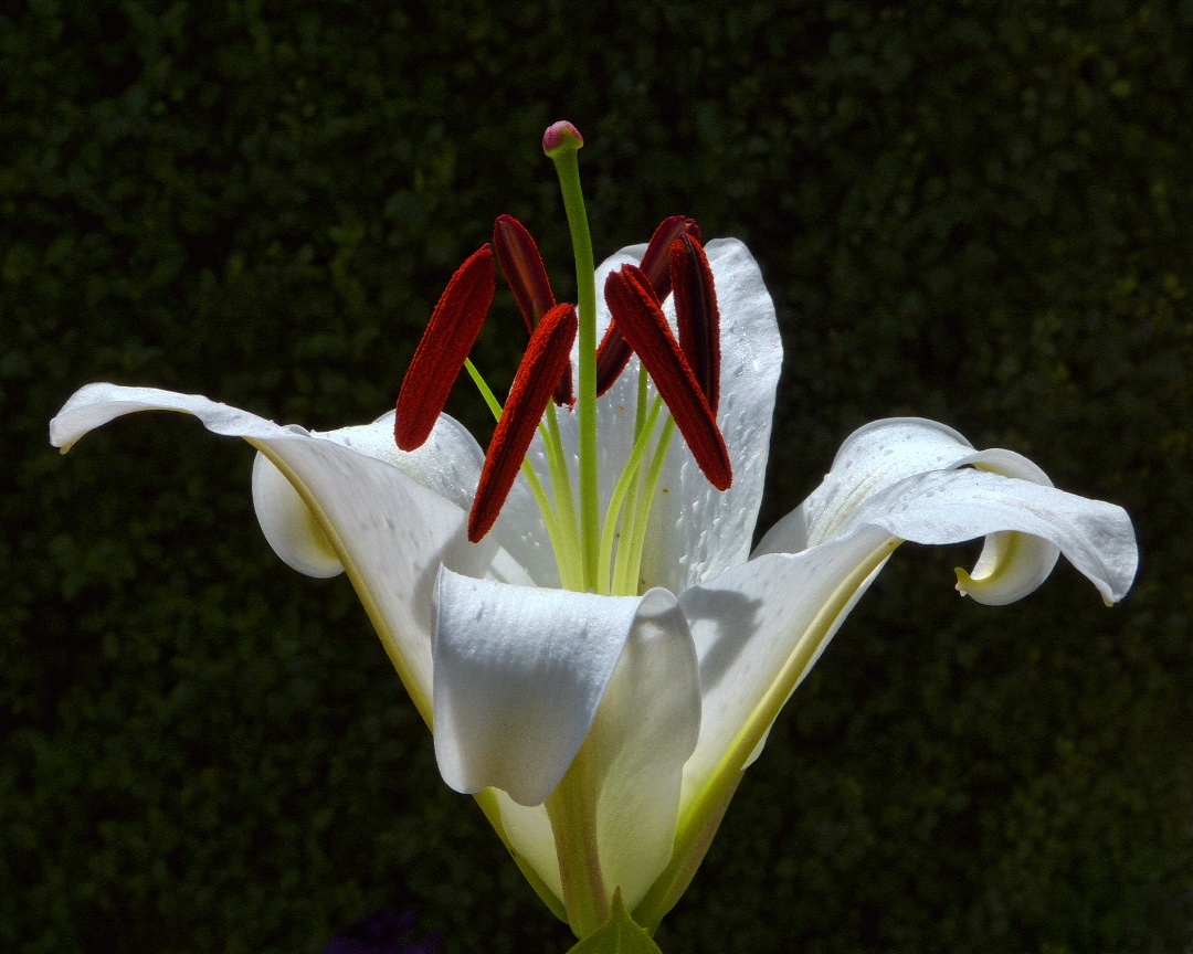 the beautiful red and white flower is blooming