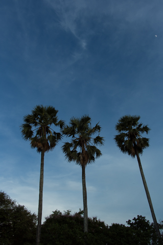 three tall palm trees with some very pretty clouds in the background