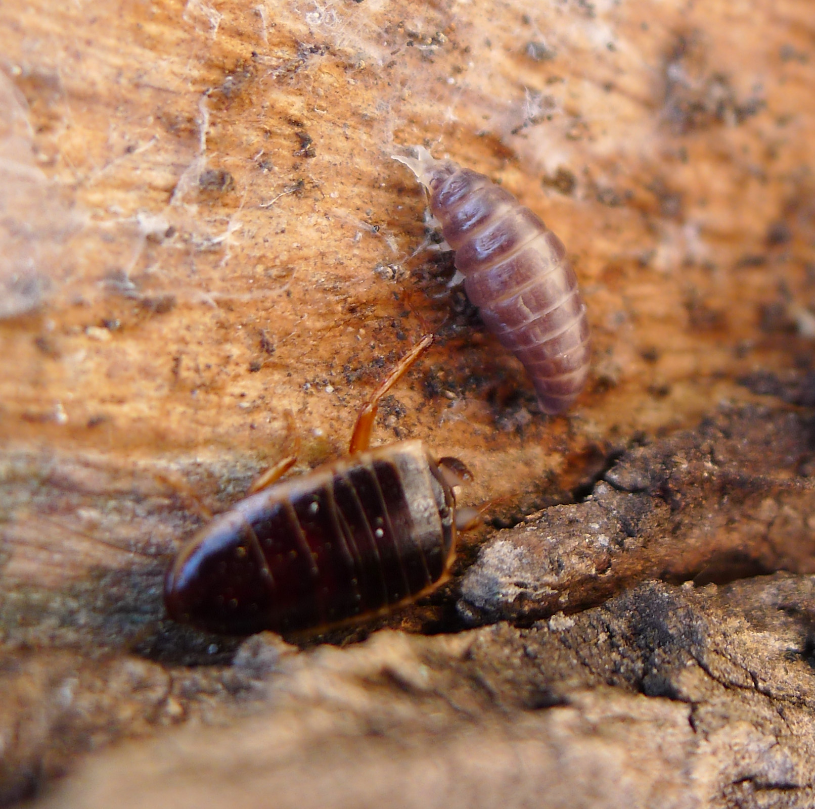 an extreme closeup of a brown and black bug crawling on a wood surface