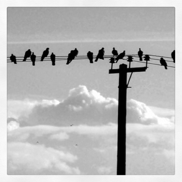 some birds are sitting on an electric wire
