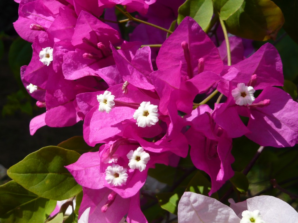 a beautiful cluster of purple flowers and green leaves