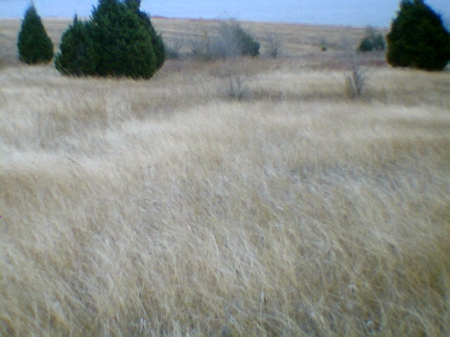 two green trees stand out among the brown and yellow grass