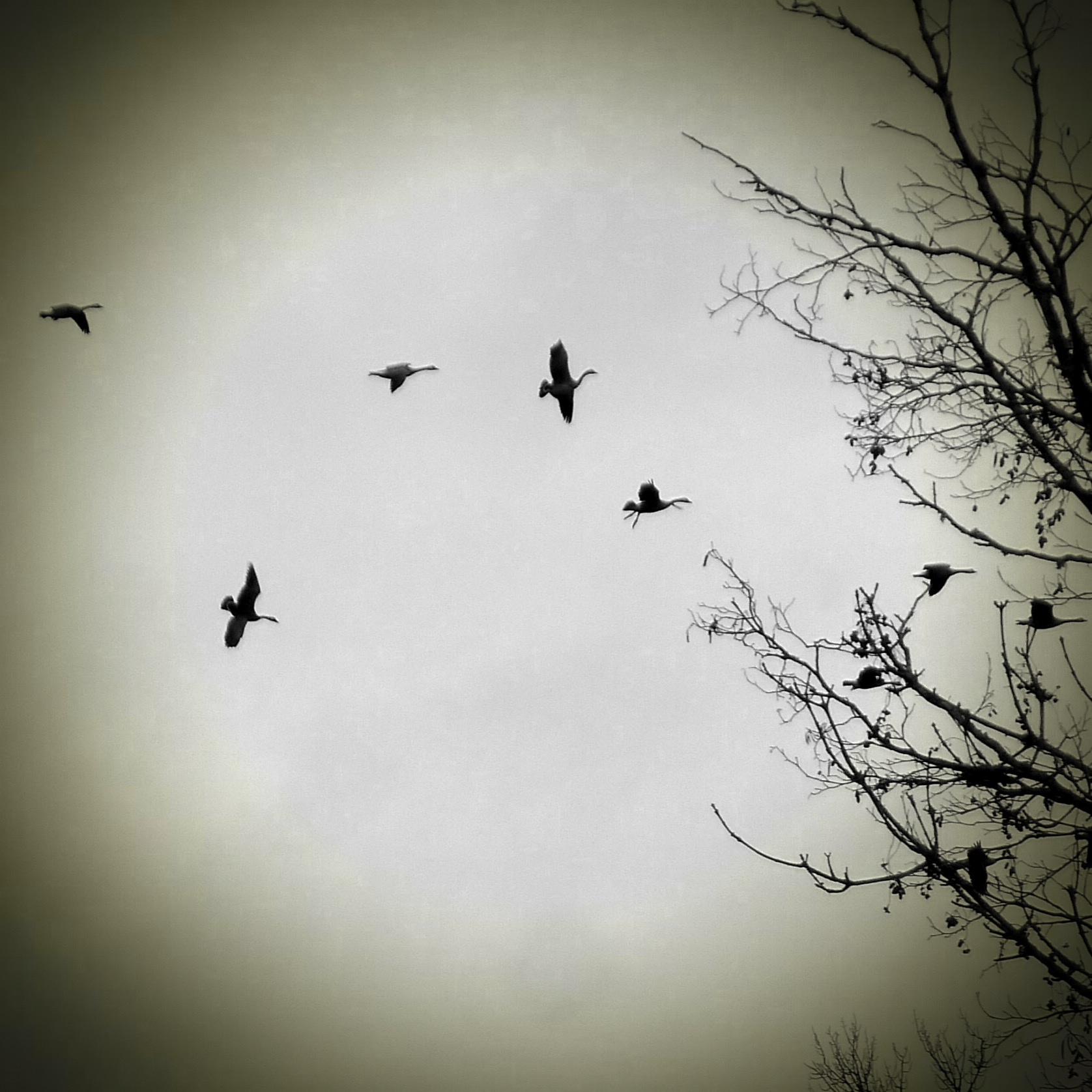 a flock of birds fly through the cloudy sky