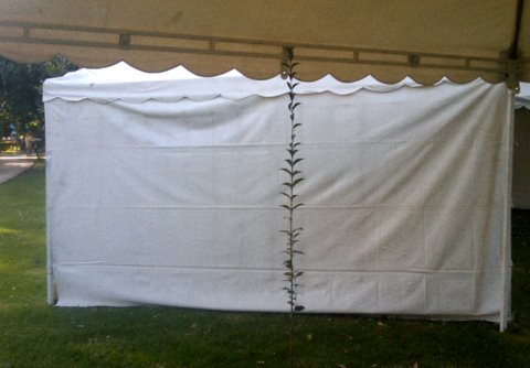 a white tent with a green plant growing out of it