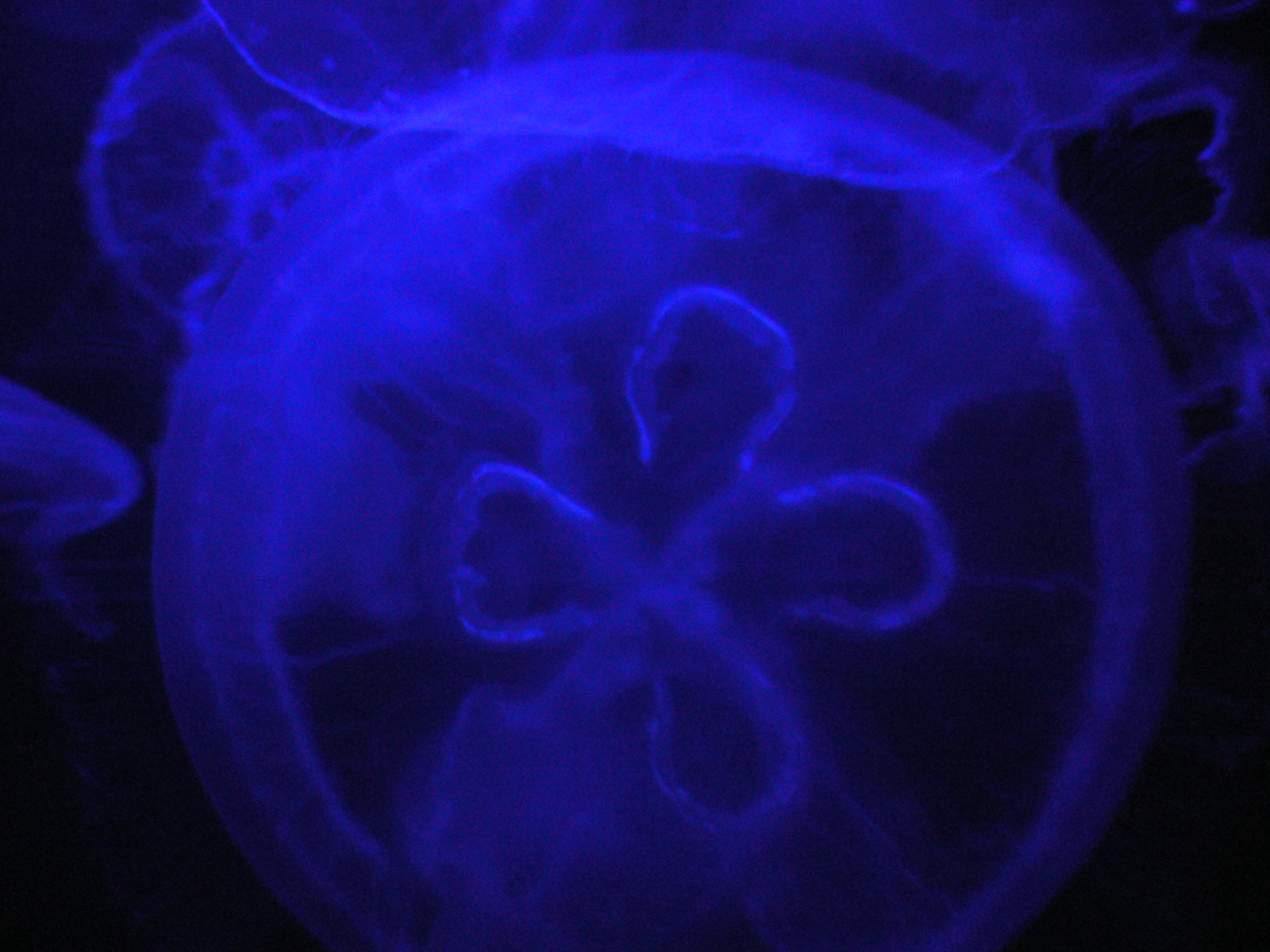 a jelly fish swimming underneath blue colored lighting