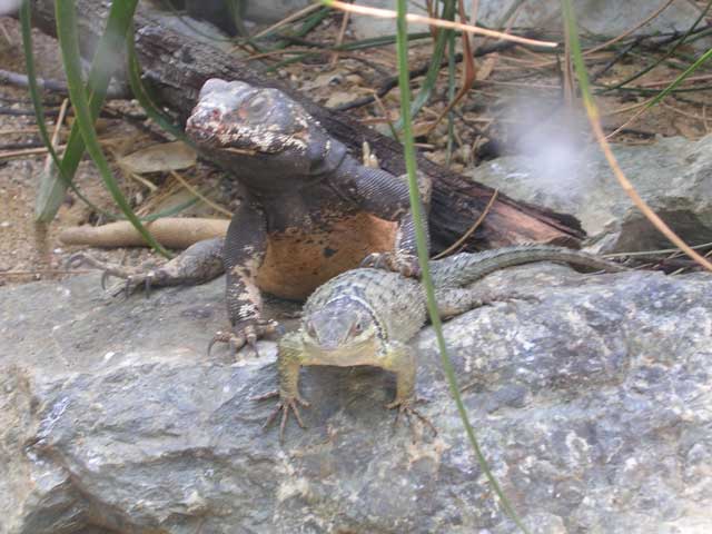 a lizard and its baby are on the rocks