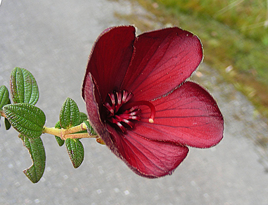 an orange flower that is in the center of a stem